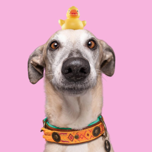 Boho Chica