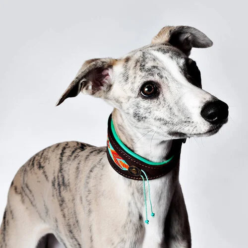 Paddy Lee Windhund