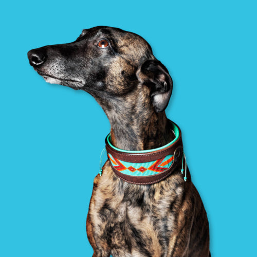 Paddy Lee Windhund