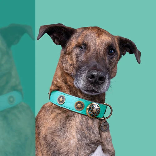 Rebel Collar