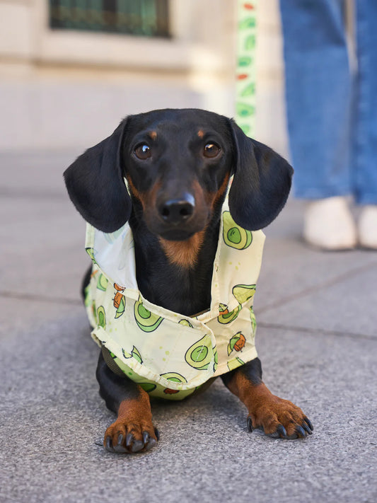 Regenjacke Avocado