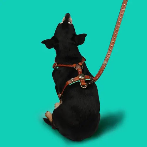 Rock Hundegeschirr