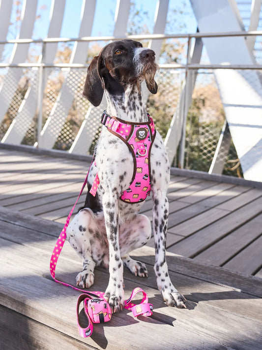 Trail Geschirr DOGTELLA