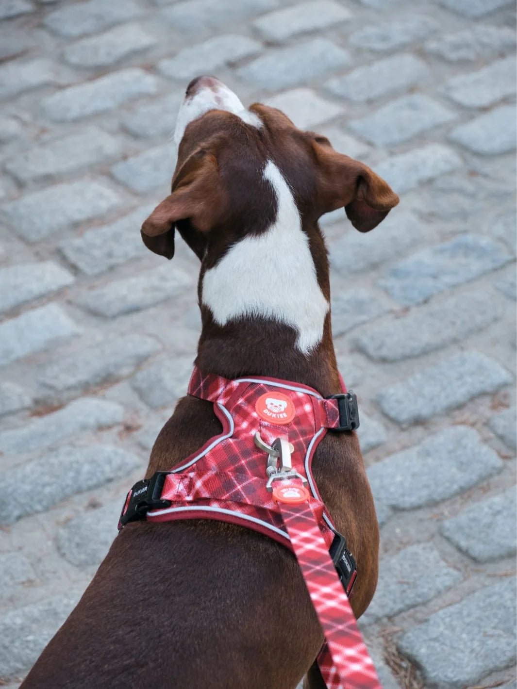 Leine Kariert Rot